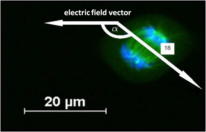 Electrical Stimulation of NIH-3T3 Cells with Platinum-PEDOT-Electrodes Integrated in a Bioreactor.