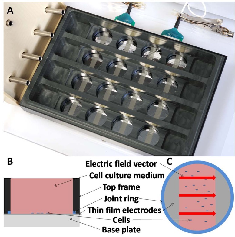 Electrical Stimulation of NIH-3T3 Cells with Platinum-PEDOT-Electrodes Integrated in a Bioreactor.