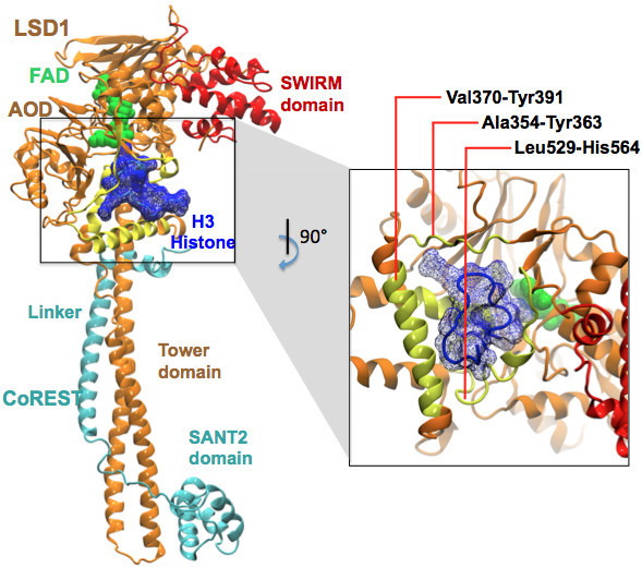 Molecular dynamics simulations indicate an induced-fit mechanism for LSD1/CoREST-H3-histone molecular recognition.