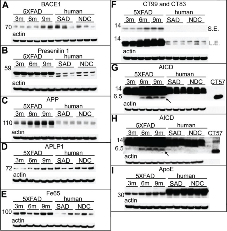 Molecular Differences and Similarities Between Alzheimer's Disease and the 5XFAD Transgenic Mouse Model of Amyloidosis.