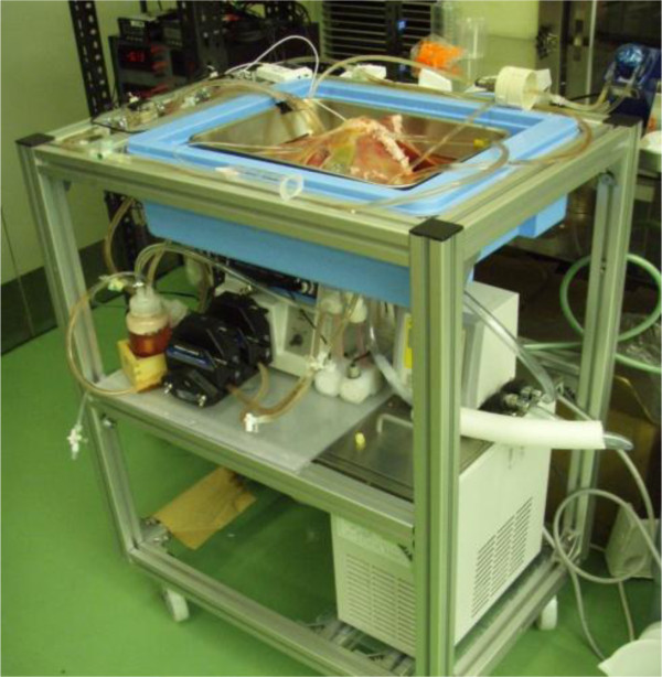 Challenges in machine perfusion preservation for liver grafts from donation after circulatory death.
