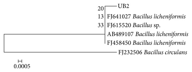 Production of Alkaline Protease by Solvent-Tolerant Alkaliphilic Bacillus circulans MTCC 7942 Isolated from Hydrocarbon Contaminated Habitat: Process Parameters Optimization.