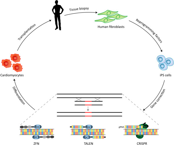 Flowing through the CRISPR-CAScade: Will genome editing boost cell therapies?