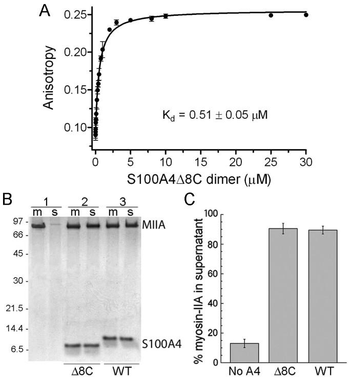 Structure of the S100A4/myosin-IIA complex