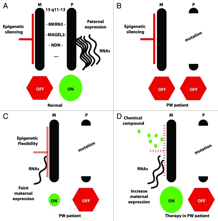 Natural breaking of the maternal silence at the mouse and human imprinted Prader-Willi locus: A whisper with functional consequences.