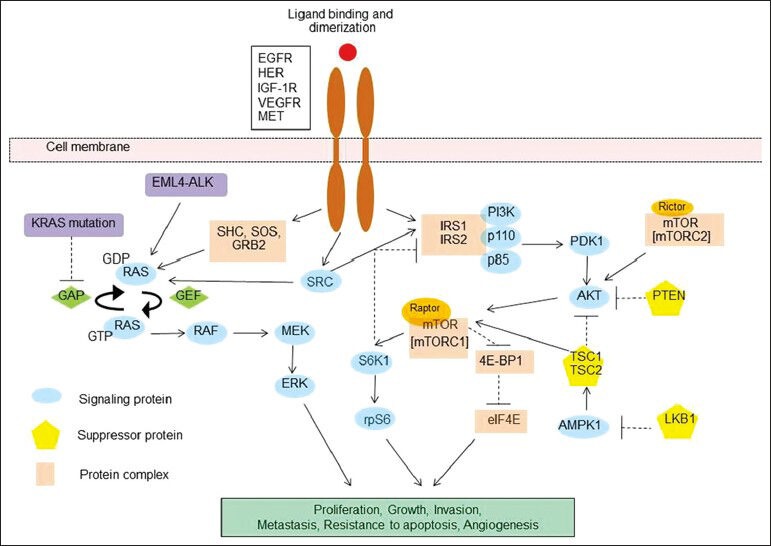 Targeted therapies in development for non-small cell lung cancer.