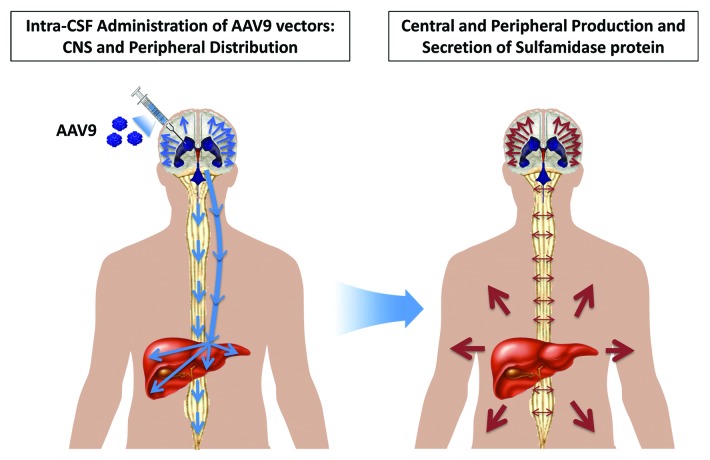 Toward a gene therapy for neurological and somatic MPSIIIA.