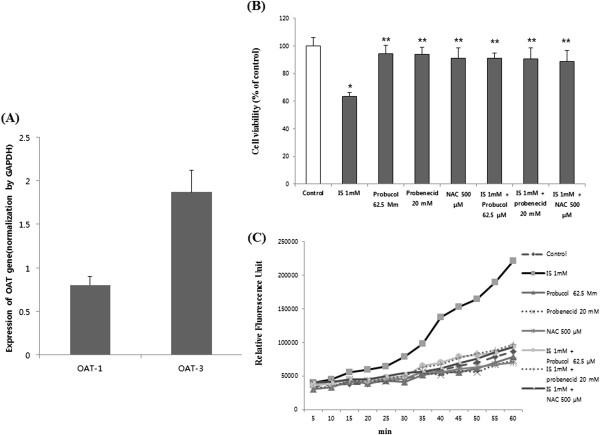 Indoxyl sulfate promotes apoptosis in cultured osteoblast cells.