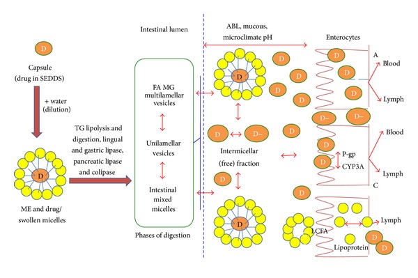 Formulation strategies to improve the bioavailability of poorly absorbed drugs with special emphasis on self-emulsifying systems.