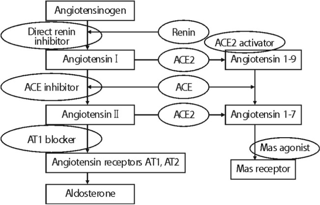 Recent Update of Renin-angiotensin-aldosterone System in the Pathogenesis of Hypertension.