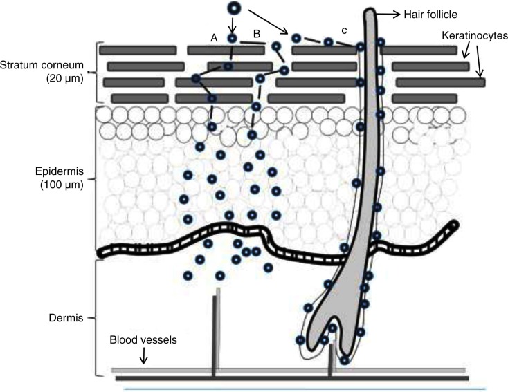 A concise review of carbon nanotube's toxicology.