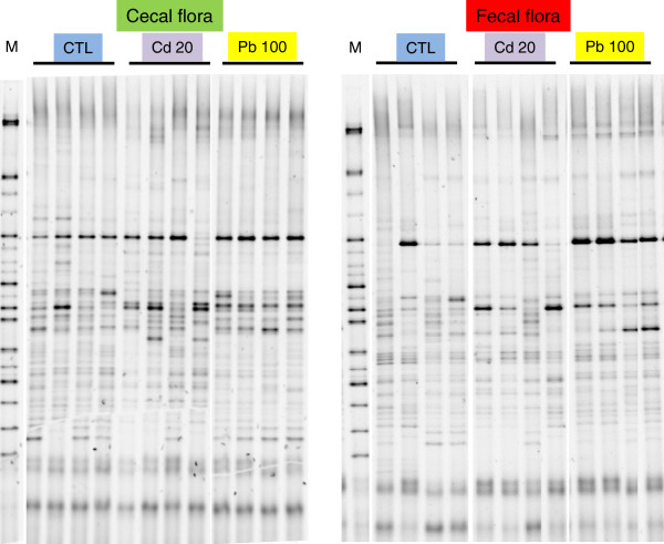 Ecotoxicology inside the gut: impact of heavy metals on the mouse microbiome.