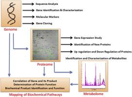 Proteomics & metabolomics: Mapping biochemical regulations