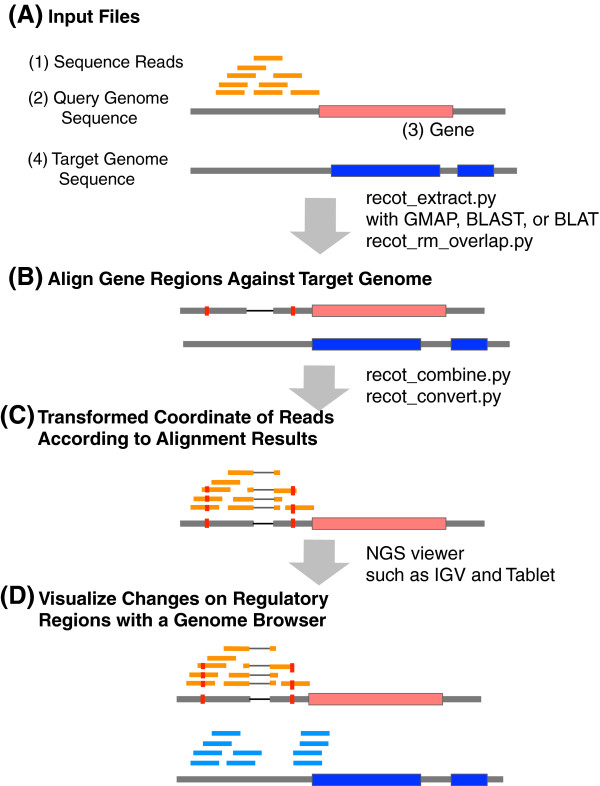 RECOT: a tool for the coordinate transformation of next-generation sequencing reads for comparative genomics and transcriptomics.