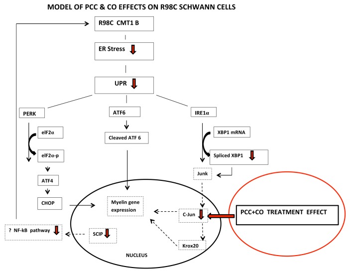 Unfolded protein response, treatment and CMT1B.