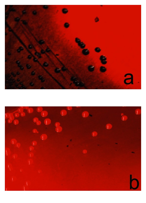 Abstract Image