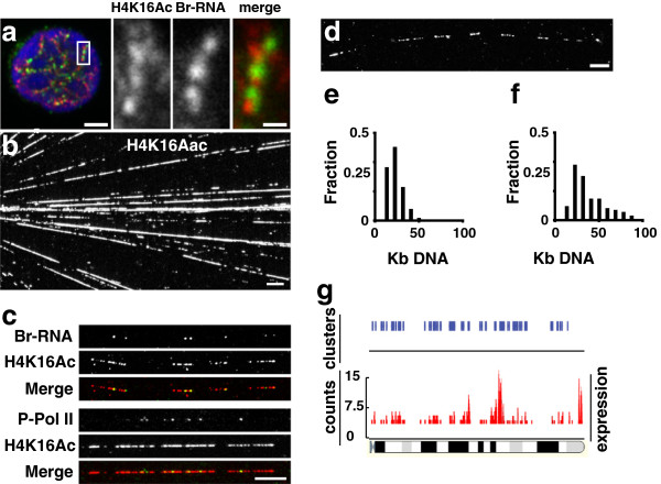 A biophysical model for transcription factories.