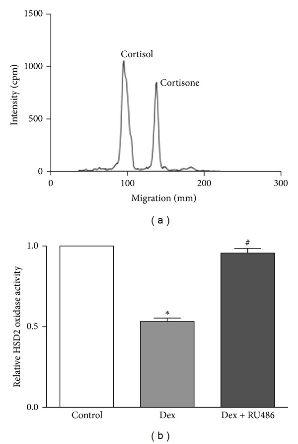 Expression and Regulation of 11- β Hydroxysteroid Dehydrogenase Type 2 Enzyme Activity in the Glucocorticoid-Sensitive CEM-C7 Human Leukemic Cell Line.