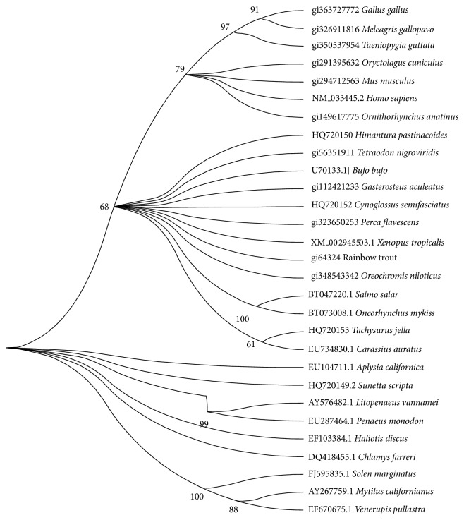 Molecular Characterization and Phylogenetic Analysis of a Histone-Derived Antimicrobial Peptide Teleostin from the Marine Teleost Fishes, Tachysurus jella and Cynoglossus semifasciatus.