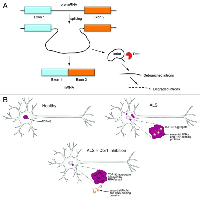 Yeast genetic screen reveals novel therapeutic strategy for ALS.