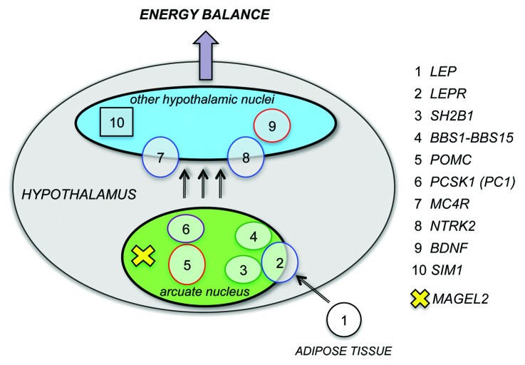 Leptin signaling defects in a mouse model of Prader-Willi syndrome: An orphan genetic obesity syndrome no more?