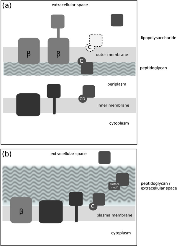 Inmembrane, a bioinformatic workflow for annotation of bacterial cell-surface proteomes.