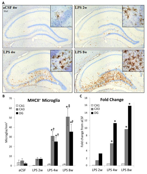 Time-Dependent Compensatory Responses to Chronic Neuroinflammation in Hippocampus and Brainstem: The Potential Role of Glutamate Neurotransmission.