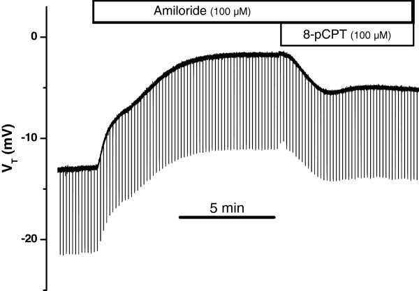 cAMP-stimulated Cl- secretion is increased by glucocorticoids and inhibited by bumetanide in semicircular canal duct epithelium.