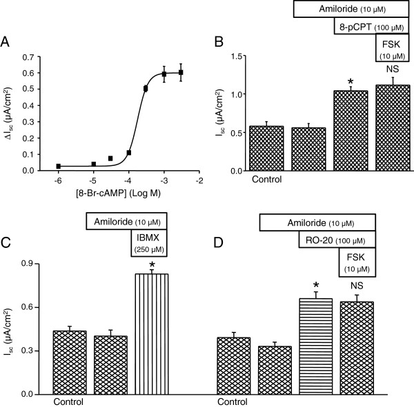 cAMP-stimulated Cl- secretion is increased by glucocorticoids and inhibited by bumetanide in semicircular canal duct epithelium.