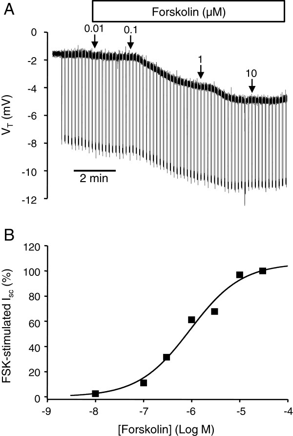 cAMP-stimulated Cl- secretion is increased by glucocorticoids and inhibited by bumetanide in semicircular canal duct epithelium.