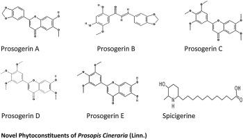 Review on Prosopis cineraria: A potential herb of Thar desert