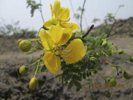 In vitro antiviral and cytotoxic screening of methanolic extract of Cassia auriculata flowers in HeLa, Vero, CRFK and HEL cell lines