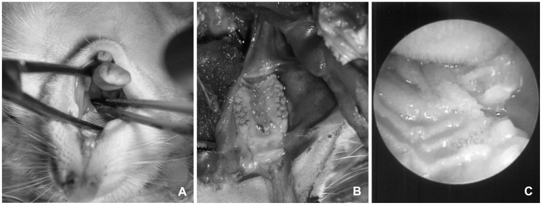 Development of animal models of otitis media.
