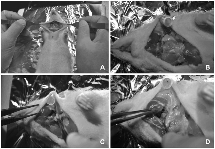 Development of animal models of otitis media.