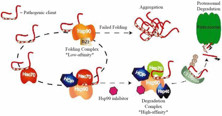 Chaperone-dependent Neurodegeneration: A Molecular Perspective on Therapeutic Intervention.