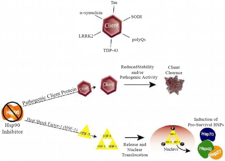 Chaperone-dependent Neurodegeneration: A Molecular Perspective on Therapeutic Intervention.