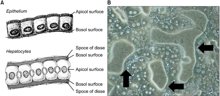 Successful mouse hepatocyte culture with sandwich collagen gel formation.