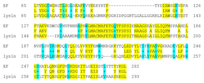 Enzymatic characterization of a lysin encoded by bacteriophage EL.