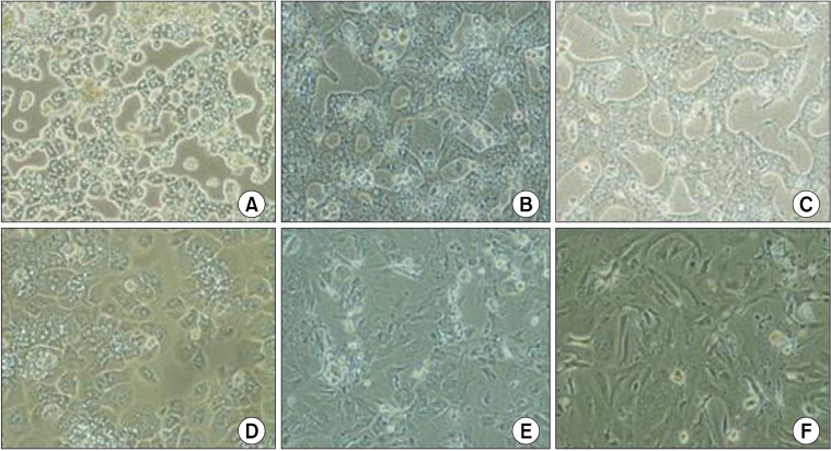 Successful mouse hepatocyte culture with sandwich collagen gel formation.