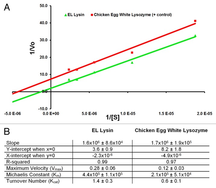 Enzymatic characterization of a lysin encoded by bacteriophage EL.