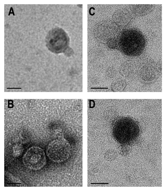 Novel group of podovirus infecting the marine bacterium <i><i>Alteromonas macleodii.</i></i>