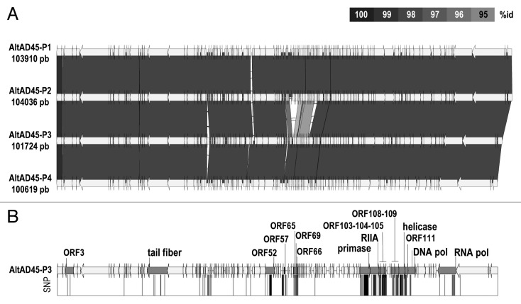 Novel group of podovirus infecting the marine bacterium <i><i>Alteromonas macleodii.</i></i>