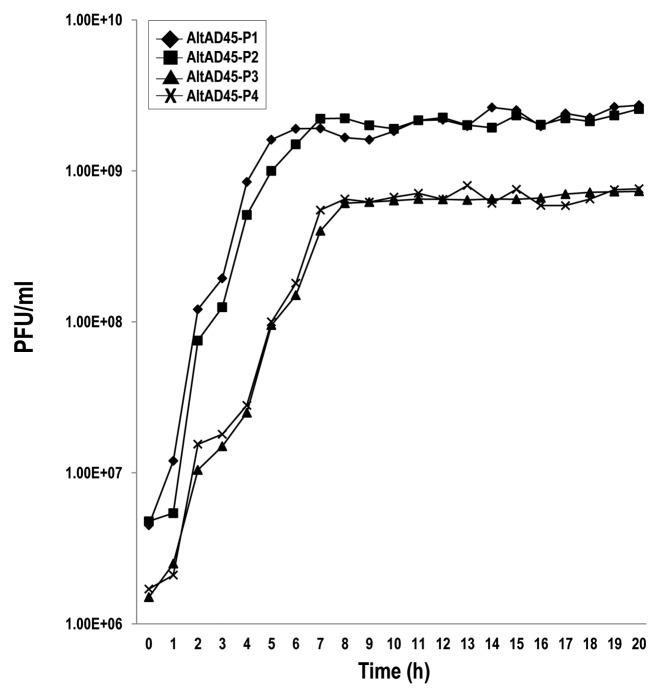 Novel group of podovirus infecting the marine bacterium <i><i>Alteromonas macleodii.</i></i>