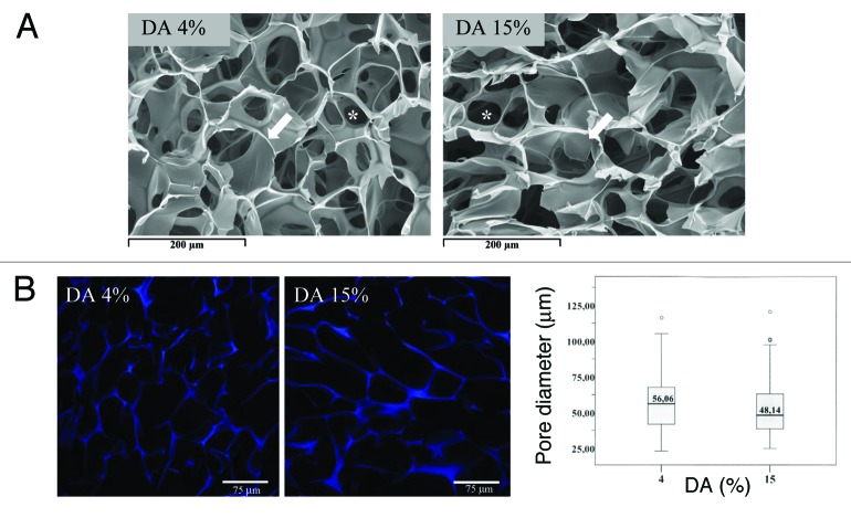 Kinetics and isotherm of fibronectin adsorption to three-dimensional porous chitosan scaffolds explored by ¹²⁵I-radiolabelling.