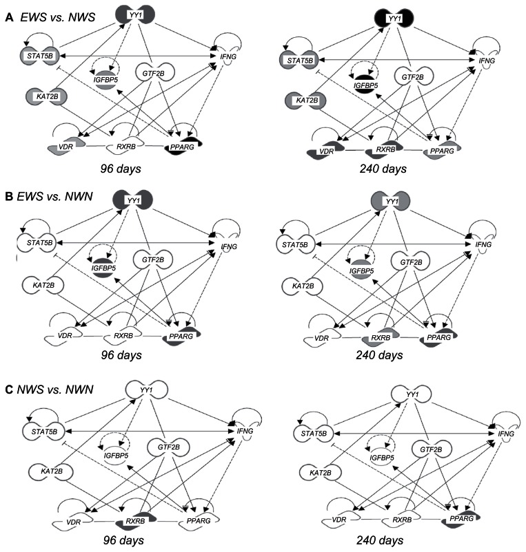 Yin yang 1 and adipogenic gene network expression in longissimus muscle of beef cattle in response to nutritional management.