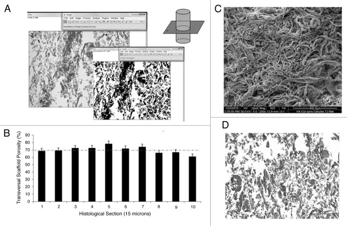 Role of culture conditions on in vitro transformation and cellular colonization of biomimetic HA-Col scaffolds.