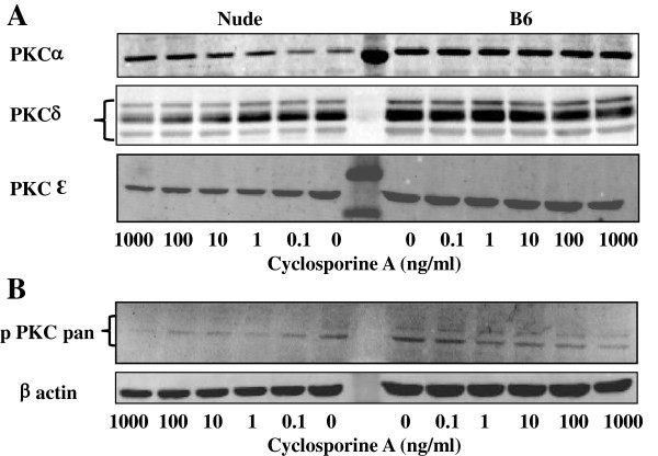 Cyclosporin A reduces matrix metalloproteinases and collagen expression in dermal fibroblasts from regenerative FOXN1 deficient (nude) mice.