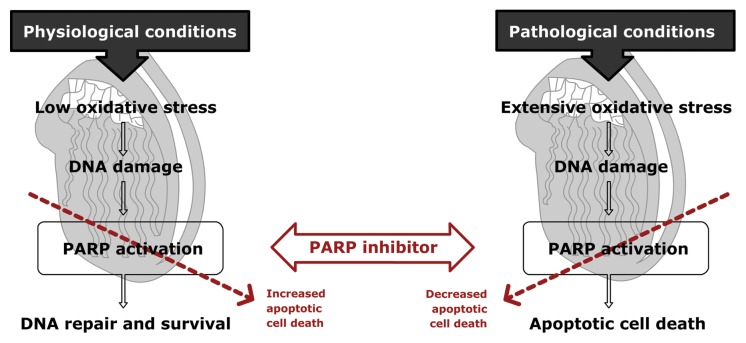 Role of poly(ADP-ribose) polymerases in male reproduction.