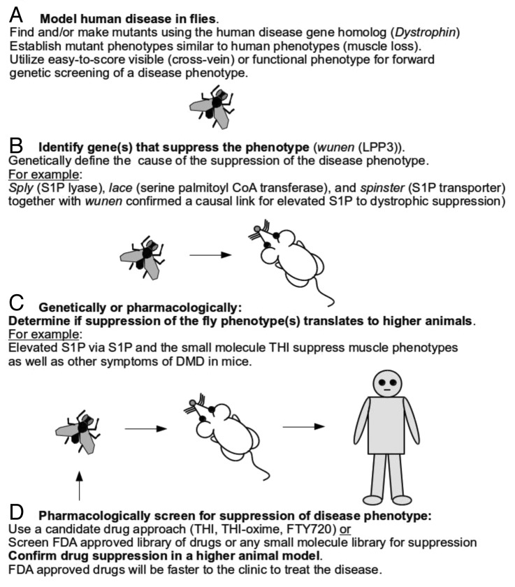 Drosophila as a starting point for developing therapeutics for the rare disease Duchenne Muscular Dystrophy.