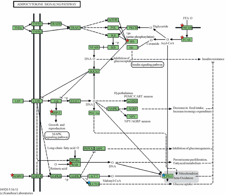 Differentially expressed genes in adipocytokine signaling pathway of adipose tissue in pregnancy.